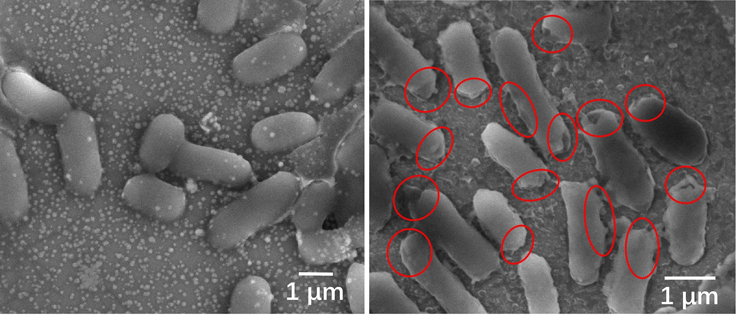Microscopic images of E. coli before (left) and after disinfection. The bacteria died quickly after sunlight produced chemicals that caused serious damage to the bacterial cell membranes, as shown in the red circles. @ Tong Wu/Stanford University
