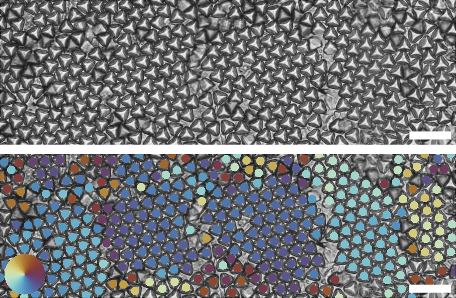 Optical images of truncated tetrahedrons forming multiple hexagonal grains (top). Bond order analysis shows different hexagonal grains through different colors (bottom). Neighboring tetrahedrons that have the same color indicate that they have the same grain orientation. Scale bar is 20 um. @ David Doan & John Kulikowski