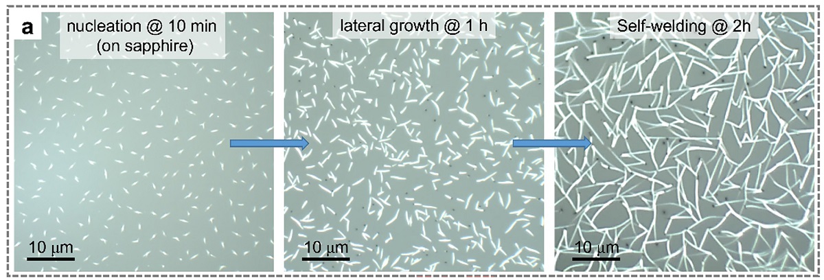 Optical images of Te nanomeshes grown on sapphire with different growth durations, showing nucleation, lateral growth, and self-welding steps. @ Meng, Y. et al,