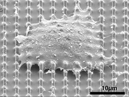 Nanopillars create tiny openings in the nucleus without damaging cells