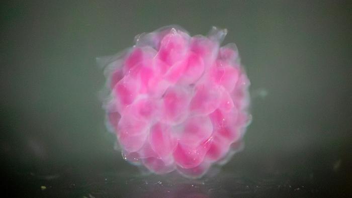 Reminiscent of a raspberry, this voxelated hollow sphere made of a single layer of droplets was generated using digital assembly of spherical particles, or DASP, a 3D bioprinting process developed in assistant professor of materials science and engineering Liheng Cai’s lab. (Soft Biomatter Lab, UVA Engineering) @ University of Virginia School of Engineering and Applied Science/Liheng Cai
