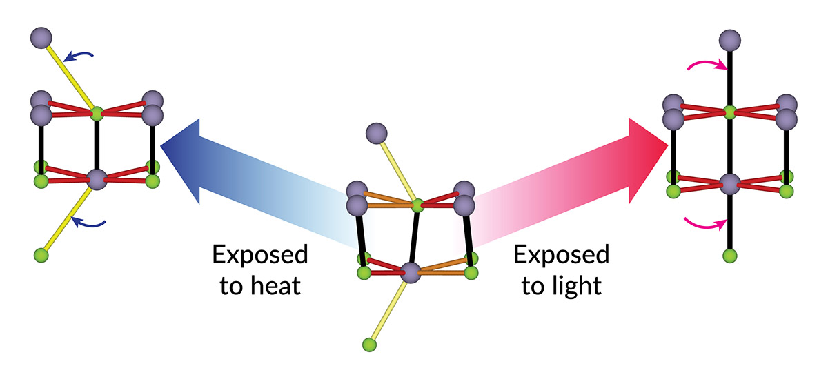 An illustration shows how the atomic structure of tin selenide, a crystalline material that can convert heat to electricity, changes when exposed to heat or ultrafast laser light. The structure in the middle is at room temperature. Heating (left) moves the top and bottom atoms a little further left, from this point of view, and subtly shifts some of the other atoms. Scientists thought exposing the material to ultrafast laser light would do much the same thing; instead its atoms shifted in new ways (right). SLAC’s X-ray free-electron laser, LCLS, allowed researchers to see these atomic movements and structural distortions for the first time, opening a new avenue to tailoring materials with light. @ Yijing Huang/Stanford University