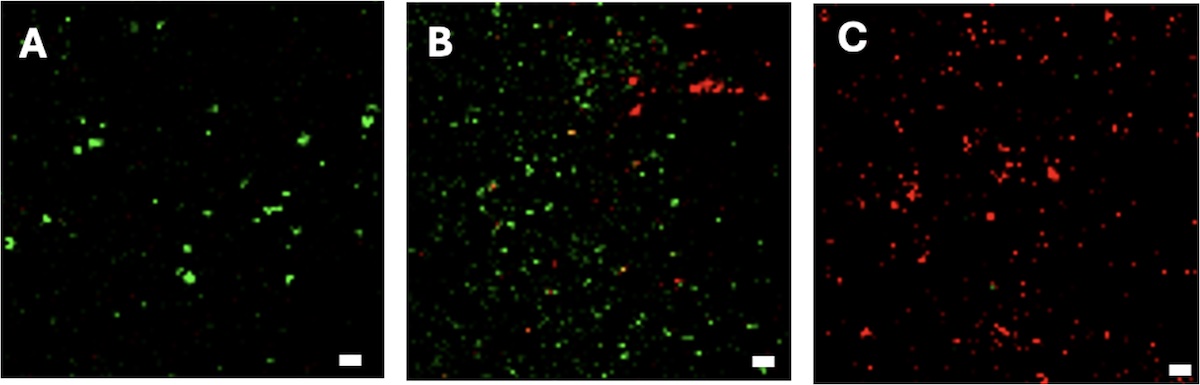Confocal laser scanning microscope images of stain P. aeruginosa bacteria on various surfaces from least bactericidal (left) to most bactericidal (right). Smooth, untextured polystyrene (A), textured polystyrene with small nanopillars (B), textured polystyrene with large nanopillars, replicated to scale. Green color indicates live bacteria; red color indicates dead bacteria. Scale bar is 5 micrometers. @ Yutao Chen