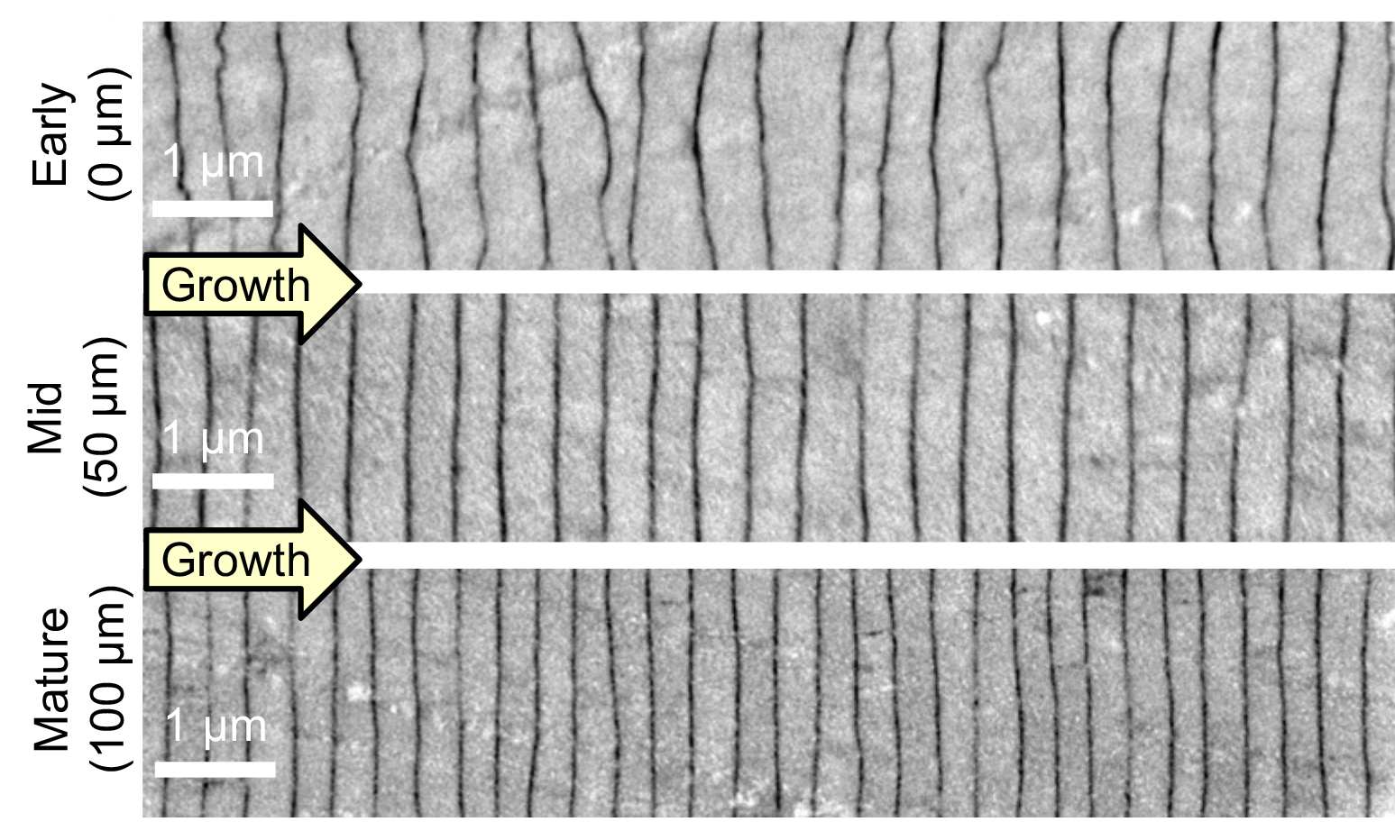 Electron microscopy shows how a pearl’s layers of nacre become more precise as they build outward from the pearl’s center. @ University of Michigan