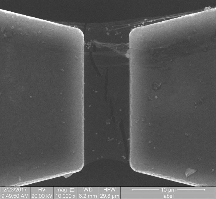 A scanning electron microscope image shows branched cracks in a single crystal of 2D hexagonal boron nitride (h-BN). Experiments and computational modelling by Rice University and Nanyang Technological University showed h-BN lattice asymmetry allows cracks to follow branching paths, which effectively toughens the 2D material by making it more difficult for cracks to propagate. @ J. Lou/Rice University