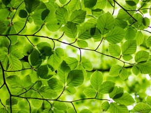 Africa Green Bond Toolkit – A practical guide to issuing green bonds for Africa