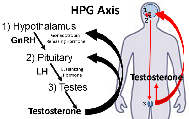 hypothalamus-pituitary-gonadal HPG axis