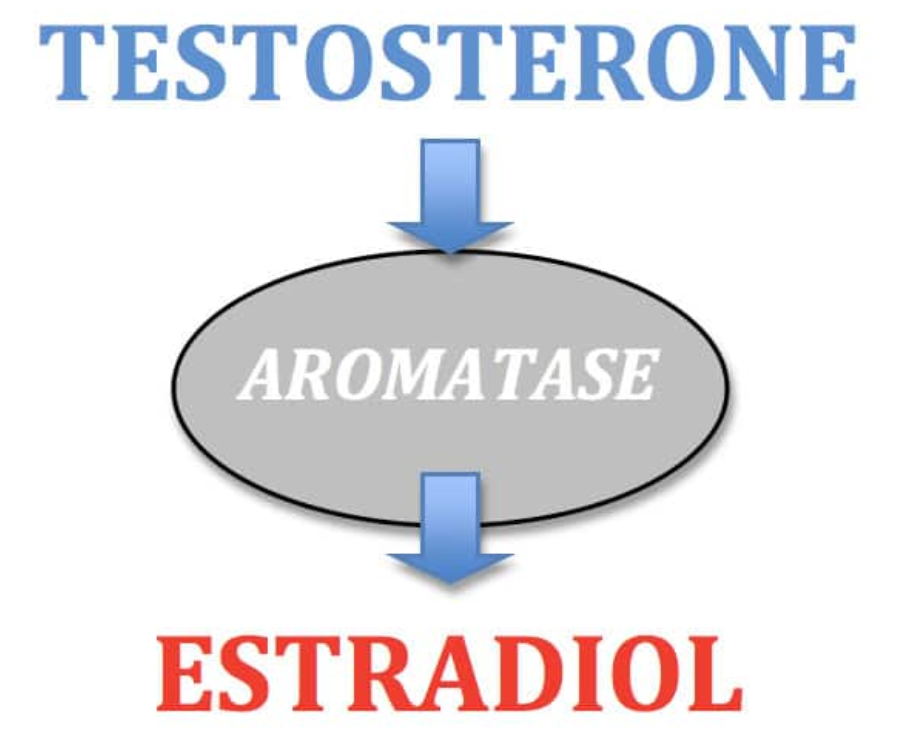 How Testosterone is converted to Estrogen through aromatase
