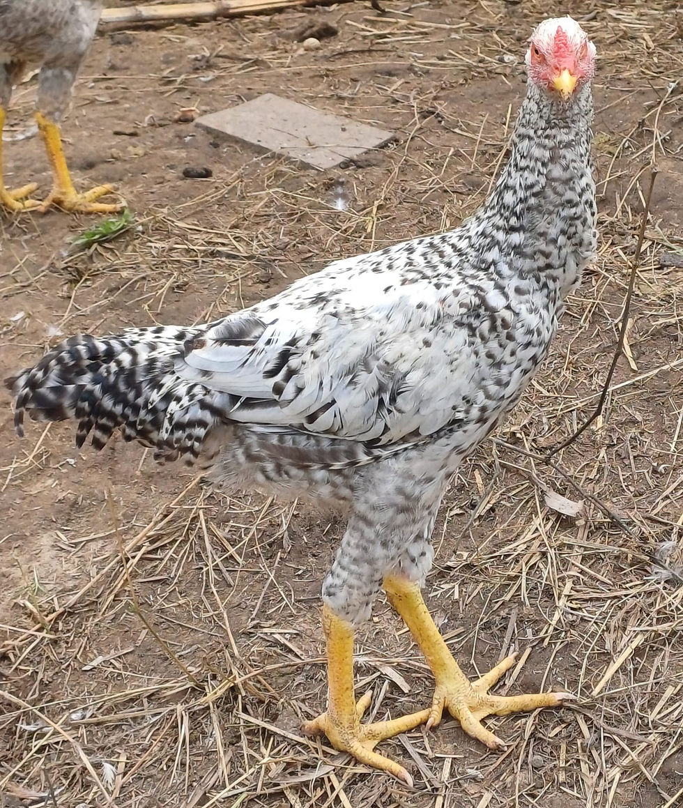 Miniatura: GALINHA DE CAPOEIRA