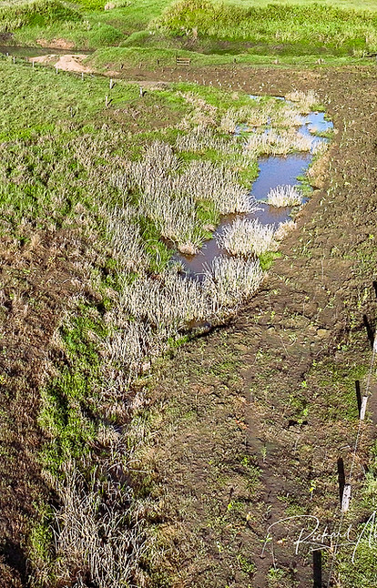 Revegetation.jpg