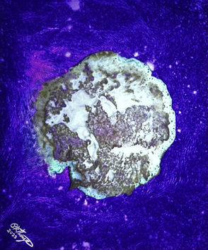 2729-2023_Naveon Frozen Planet.jpg