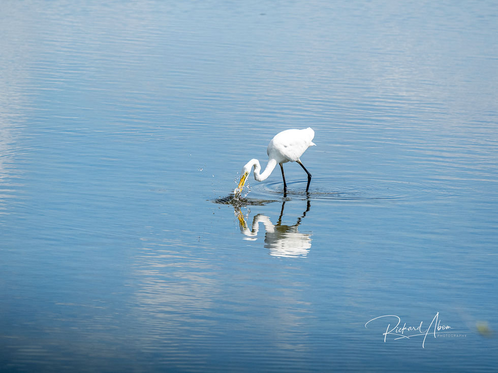 Egret_fishing.jpg