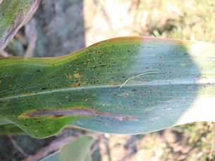 Manage Tar Spot Effectively