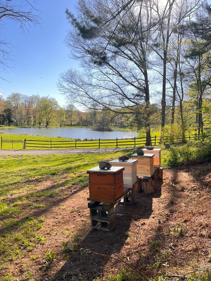 Honey Bee Apiary overlooking pond.