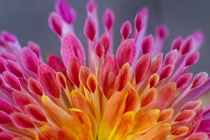 multic_colored_flower_yellow_pink_website.jpg