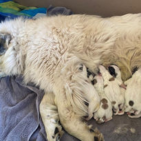Tundra D litter whelp box  just born.JPG