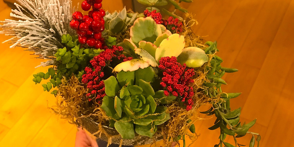 Holiday Succulents at Triassic