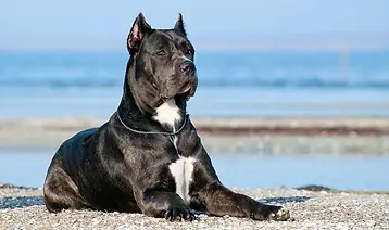 Cane-Corso_Featured-Image-1024x615.webp