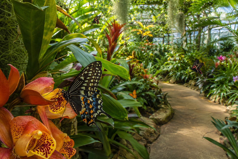 Step into a tropical world filled with butterflies