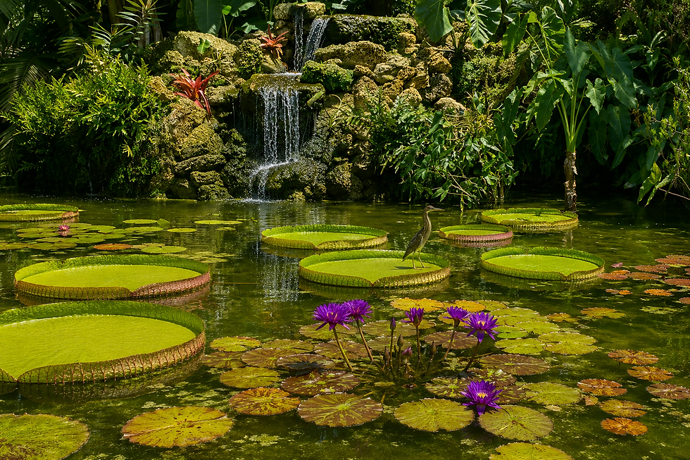Giant Victoria water lilies, purple flowers and a small heron beside a tropical waterfall at Fairchild Tropical Botanic Garden in Miami.