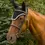 Thumbnail: Equine Couture Fly Bonnet with Pearls and Crystals