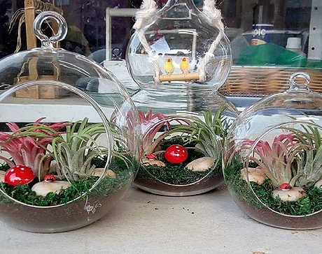 מבחר גדול של צמחי אוויר בחנות פרחים באהבה פתח תקווה