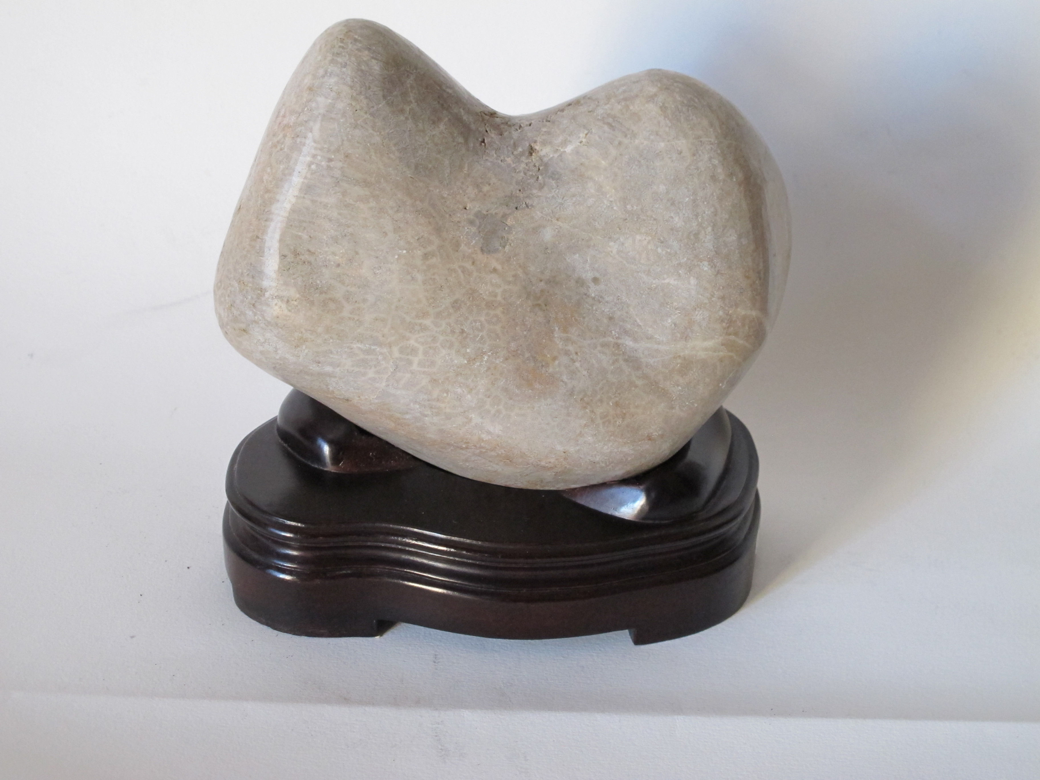 CORAIL FOSSILE   / INDONESIE