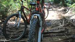 Biking in the Forest.jpg