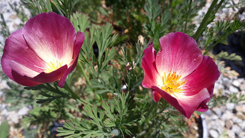 Thumbnail: Eschscholzia californica 'Purple Gleam'
