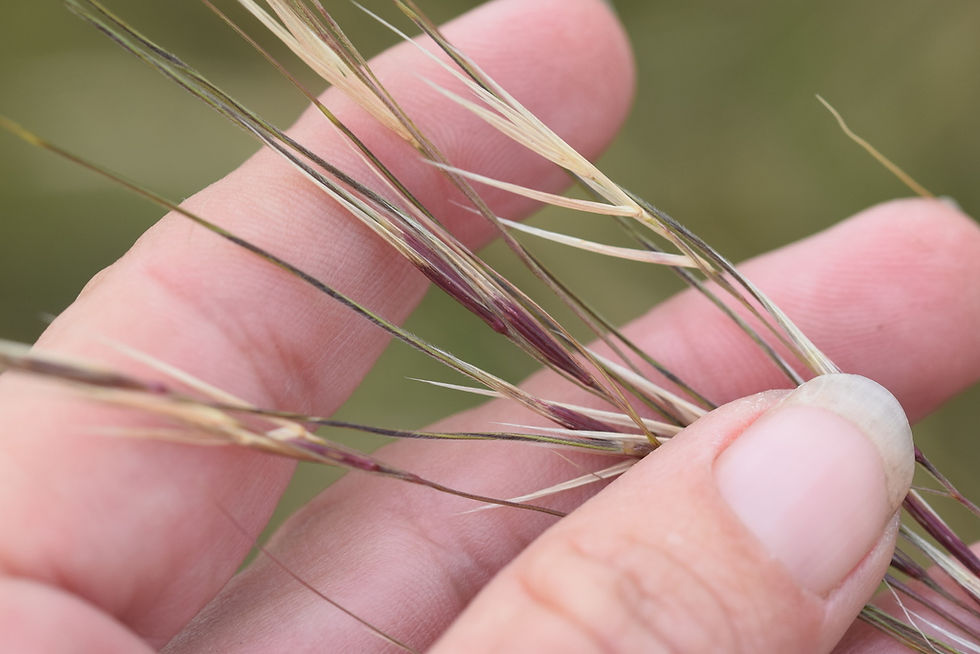 Thumbnail: Stipa pulchra