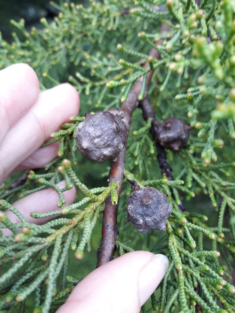 Thumbnail: Hesperocyparis forbesii (Tecate Cypress)