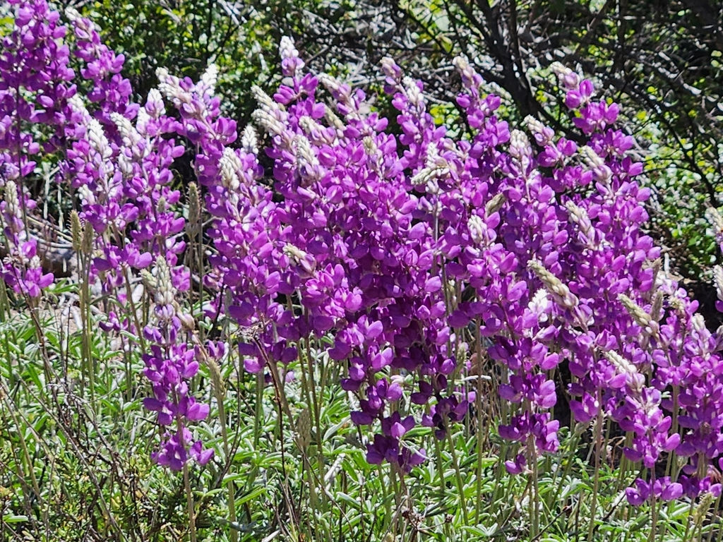 Lupinus excubitus