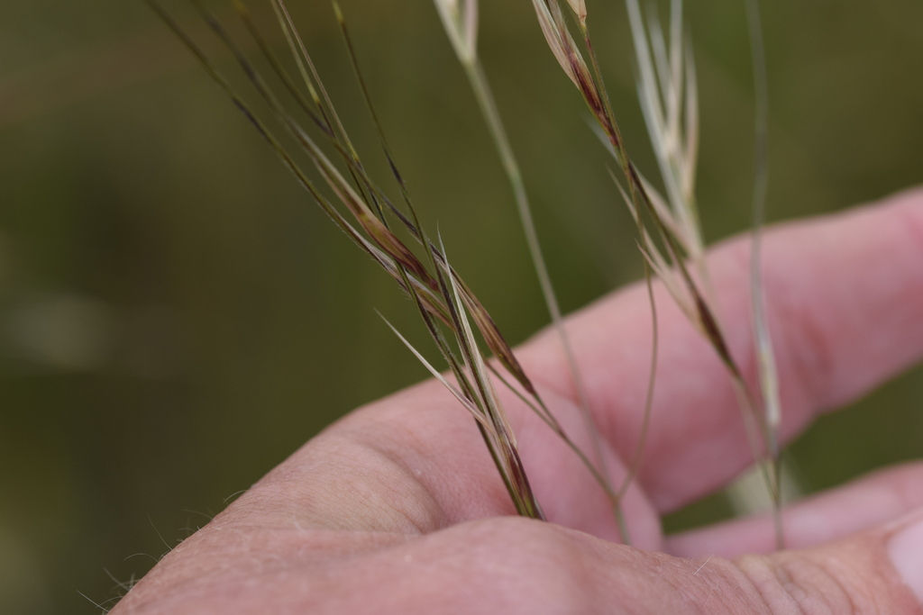 Stipa pulchra