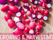 The More You Grow: Radish Harvest