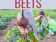 The More You Grow: Growing & Harvesting Beets