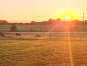 Our Spring Saturday, and an Unlikely Chocolate Bar Substitute