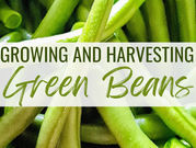The More You Grow: Green Beans