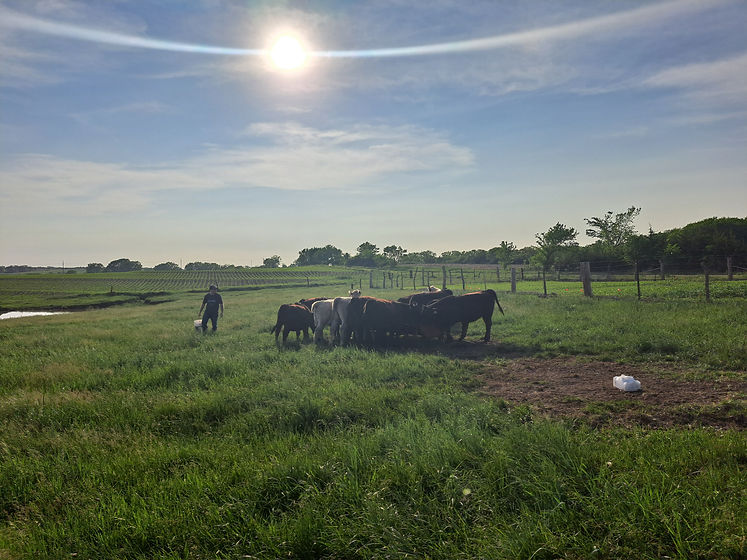 Owner of Wholehearted Farm LLC checking cattle in the pasture