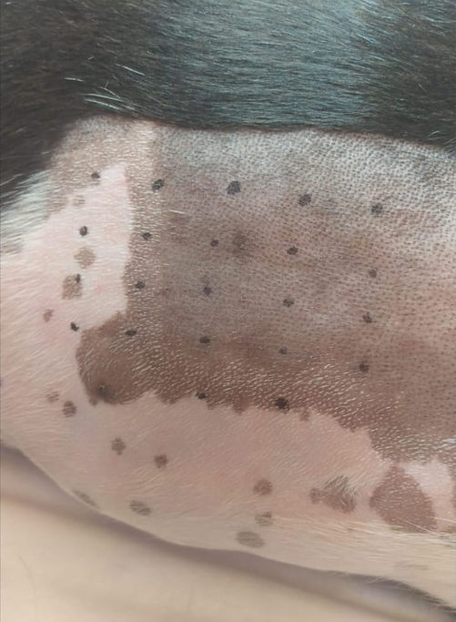 WhatsApp Image 2025-06-22 at 17.58.17.jpeg