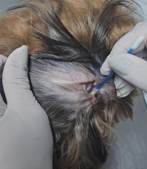 Vetedermo citologia.jpg