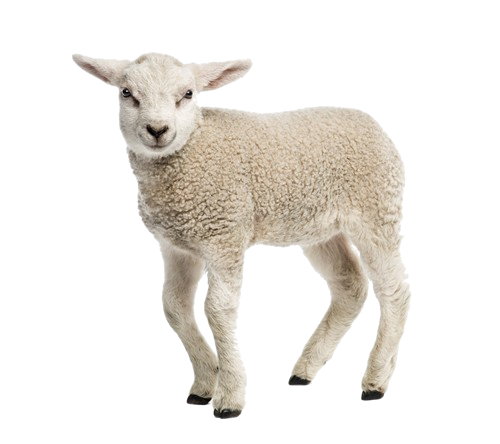lamb.png