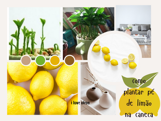 Como plantar pé de limão numa caneca e trazer perfume à casa
