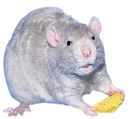 kesyrotta