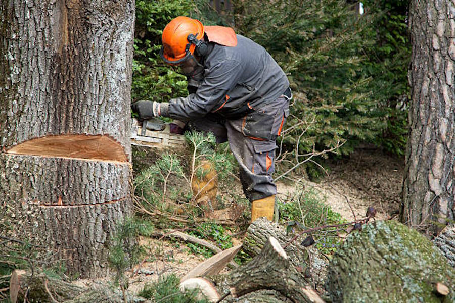 FWPCOT3350 – Fell trees manually (intermediate)