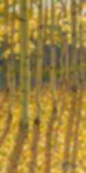 Aspen Reverie