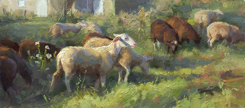 Sheep