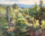 Grapevines at Sunset