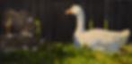 Luminous Goose