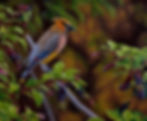 Cedar Waxwing