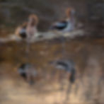 AVOCETS AT DUSK